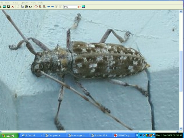 Name:  Critter A - Use.jpg
Views: 1003
Size:  174.2 KB