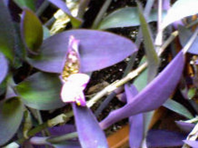Name:  Plant - Best Purple - Use.jpg
Views: 10014
Size:  48.7 KB