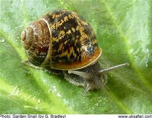 Name:  garden snail.jpg
Views: 362
Size:  15.9 KB